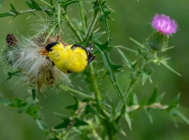 An American goldfinch feeding on a flower.