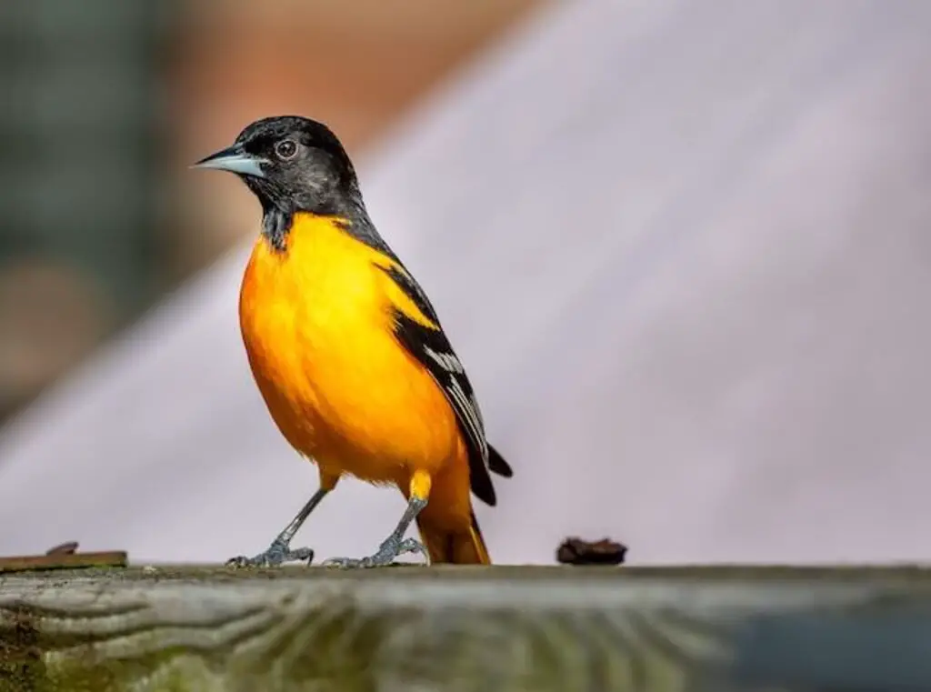 A Baltimore Oriole perched on a deck railing.