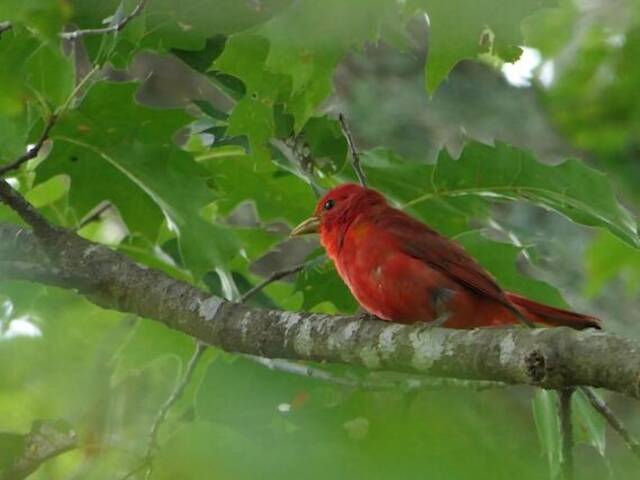 A male summer tanager perched in a tree.