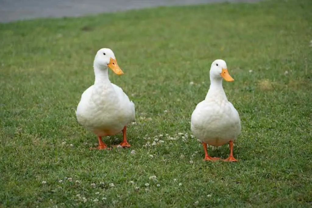 Two pekin ducks walking around.