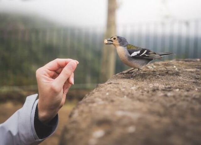 A person feeding a wild bird.