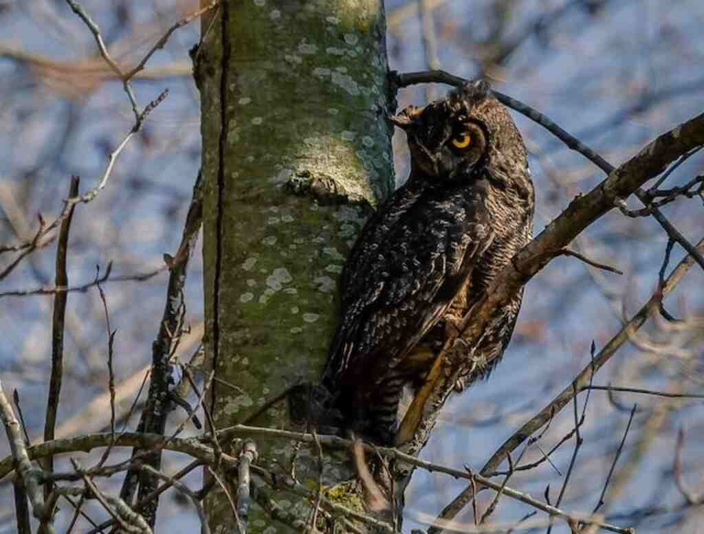 A Great Horned Owl perched in a tree looking for prey.