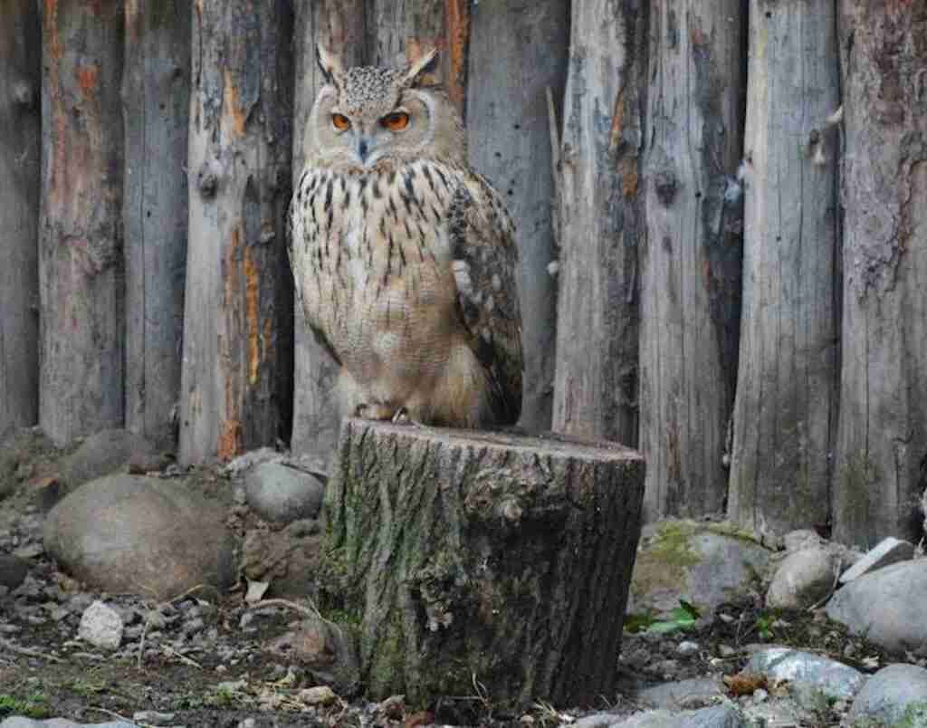 An owl perched on a tree stump waiting for prey.