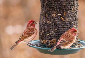 Two finches feeding on black oil sunflower seeds from a feeder.