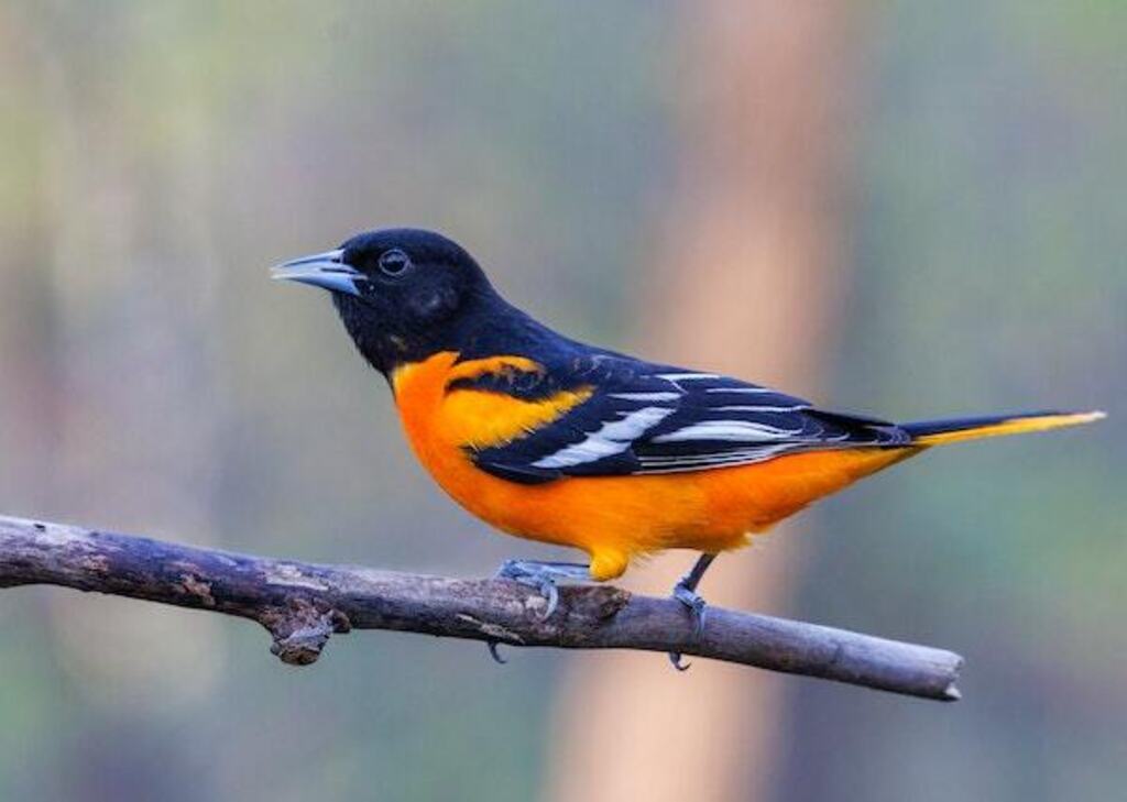 A Baltimore Oriole perched on a branch.