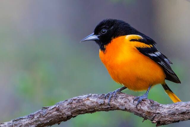 A Baltimore Oriole perched on a tree branch.