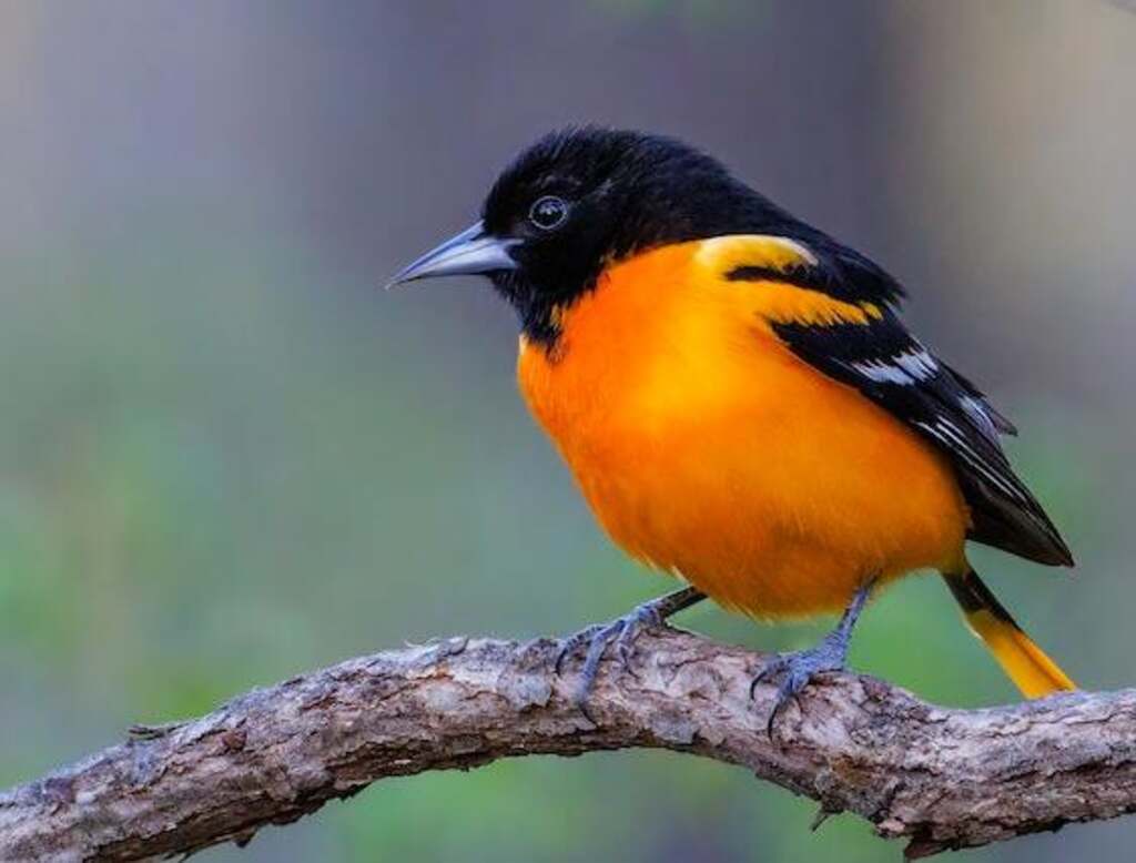 A Baltimore Oriole perched on a tree branch.