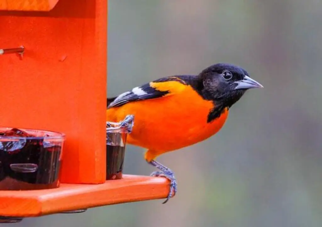 A Baltimore Oriole feeding on sugar water and grape jelly.
