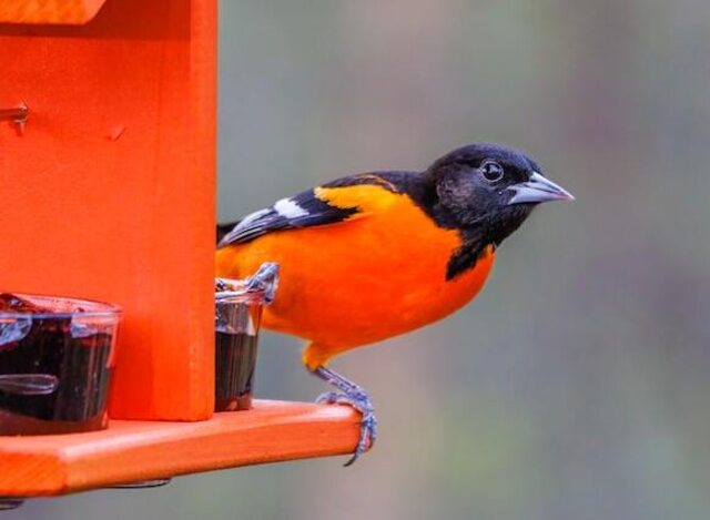 A Baltimore Oriole at a feeder.