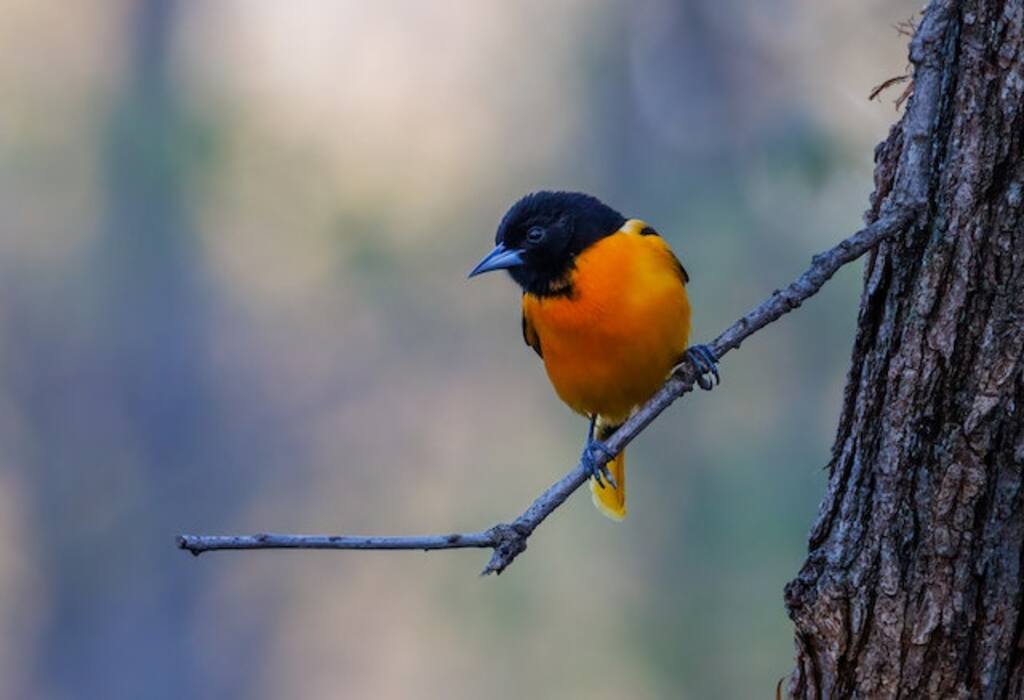 A Baltimore Oriole perched on a thin branch.
