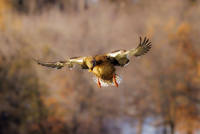 A duck flying through the air.