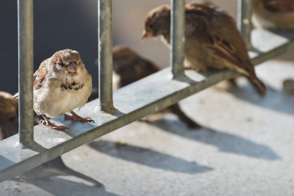 A bunch of sparrows on a porch.
