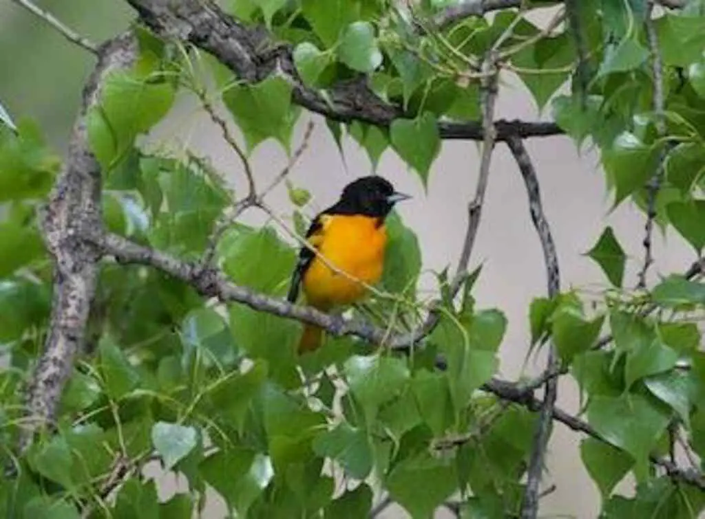 A Baltimore Oriole in a tree searching for fruit to eat.