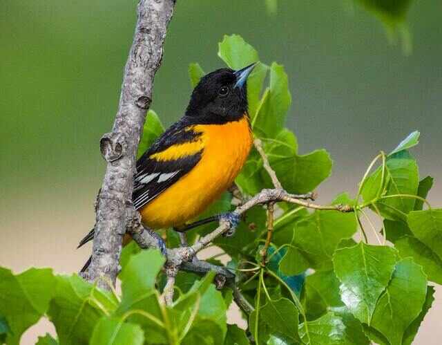 A Baltimore Oriole perched in a tree.