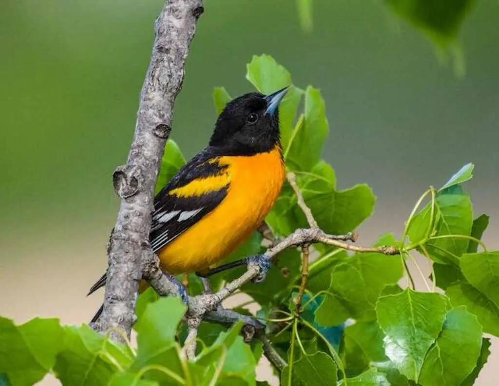 A Baltimore Oriole perched in a tree looking for fruit.