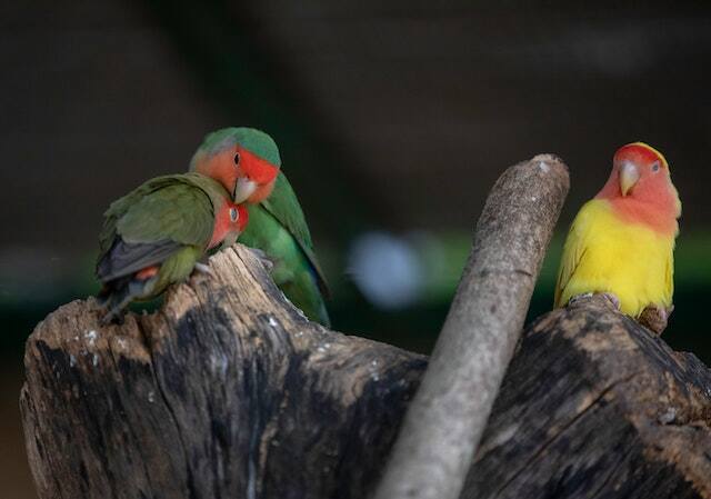 Three Lovebirds perched on wood.