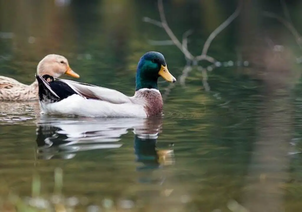 A male and female mallard duck float along the water.