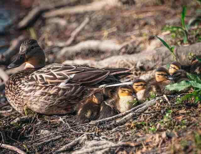 A female duck sitting in its nest with its ducklings around .