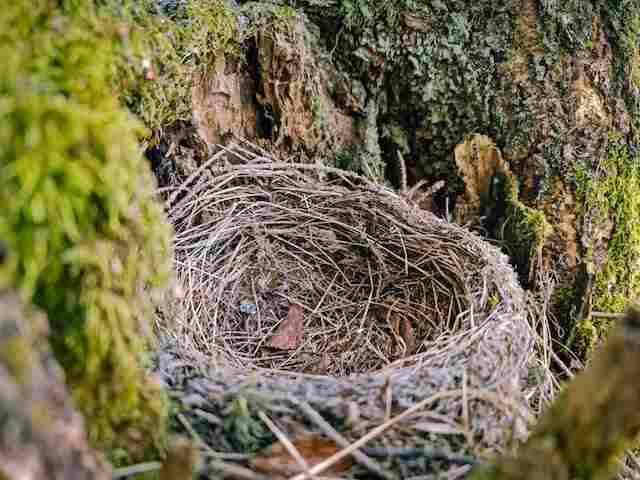 An empty nest in a tree.