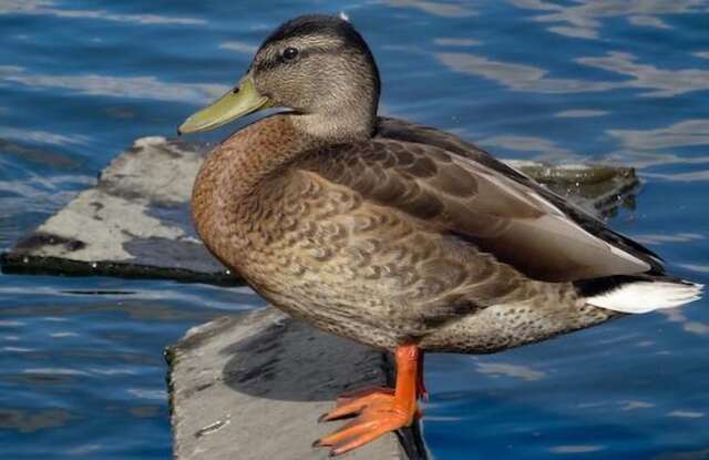 A mallard drake standing on a floating piece of metal.