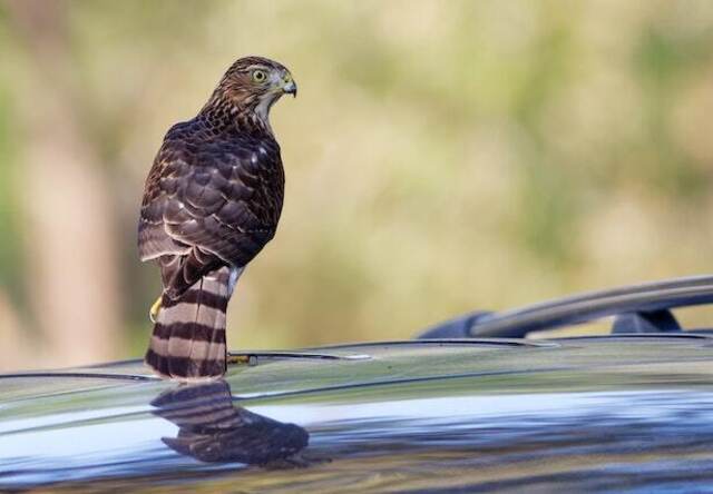 A bird perched on parked car.