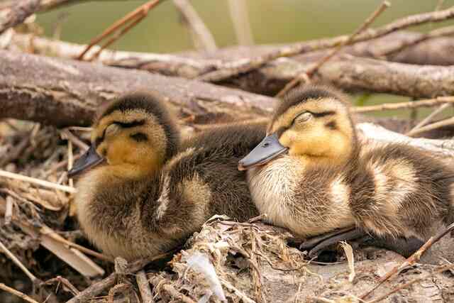 Rouen Ducklings in Close-Up Photography

