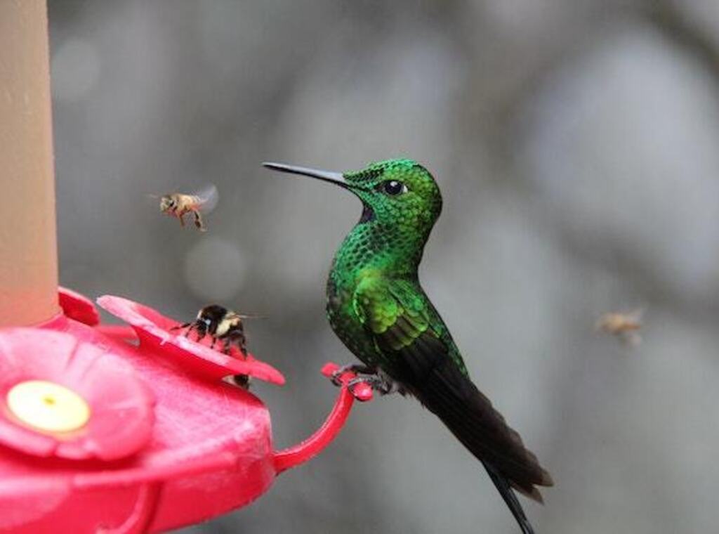 A green hummingbird sipping on sugar water from a hummingbird feeder with bees around it.