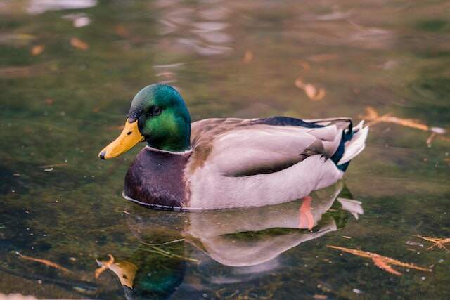 A Mallard Duck floating through the water.