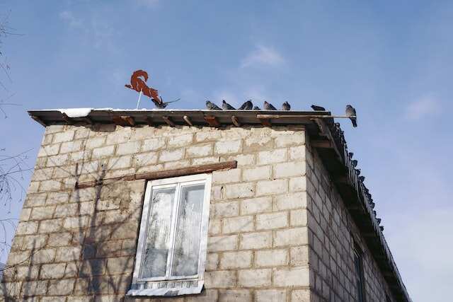 a group of pigeons making their home on a roof of a house.