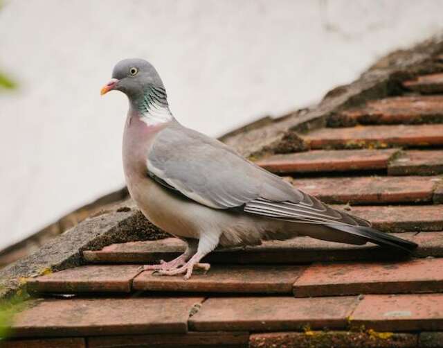 A pigeon on a roof.