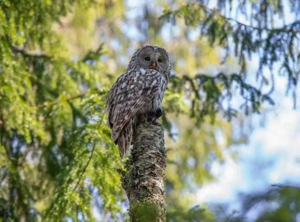 An owl perched on the peak of a tree, examining the area for prey.