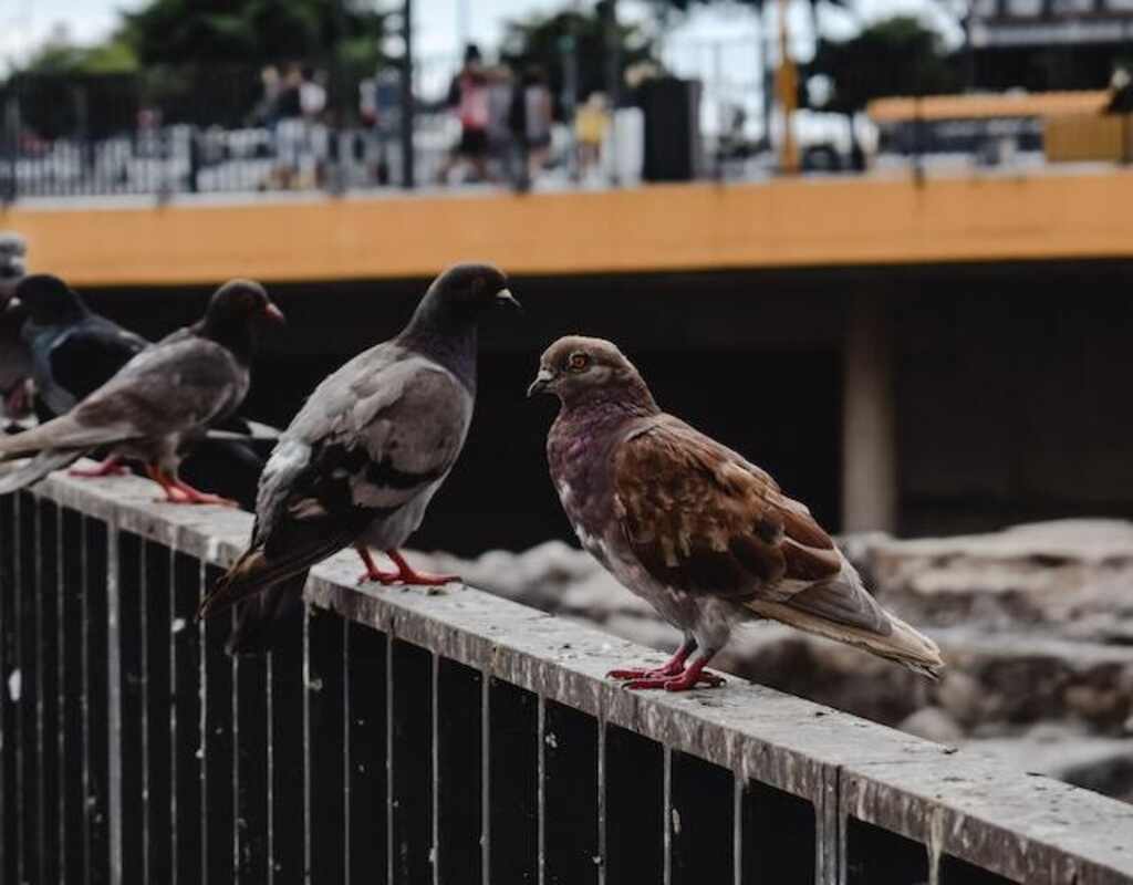 A bunch of pigeons perched on a railing.
