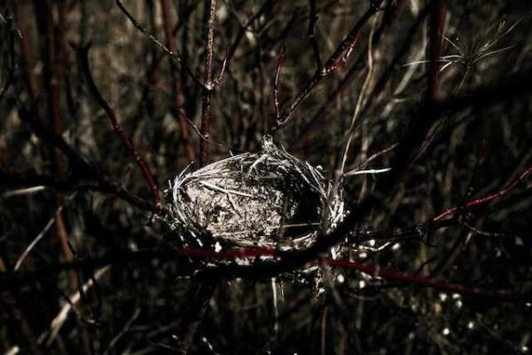 Why Do Birds Destroy Their Own Nests? Uncovered!
