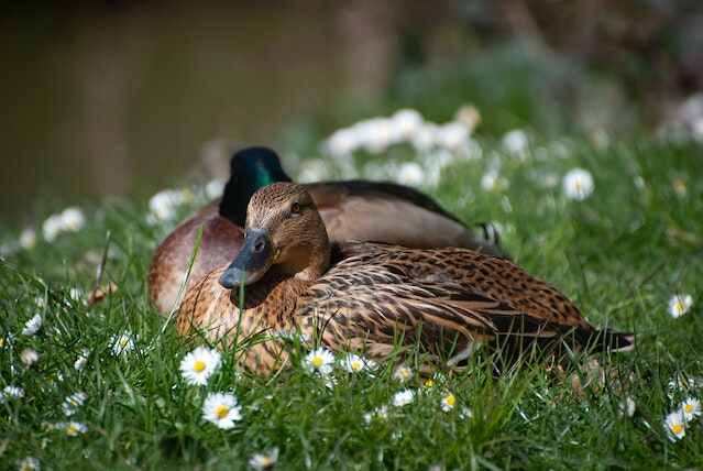 Two ducks resting on grass.