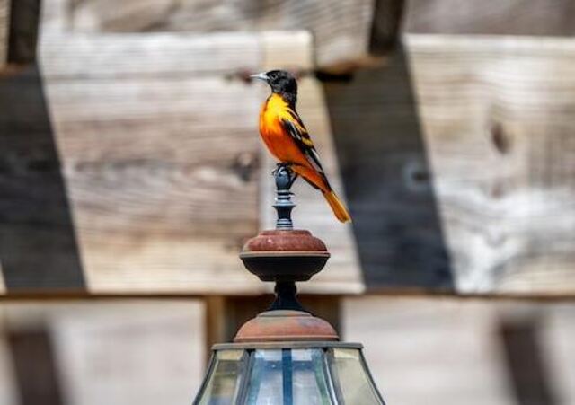 A Baltimore Oriole perched on a lamp post.