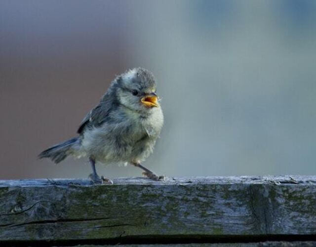 A small bird with its beak open looking like it wants to burp.