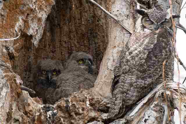 Owls in a nest.