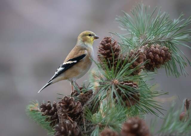 An American Goldfinch perched on a pine tree.