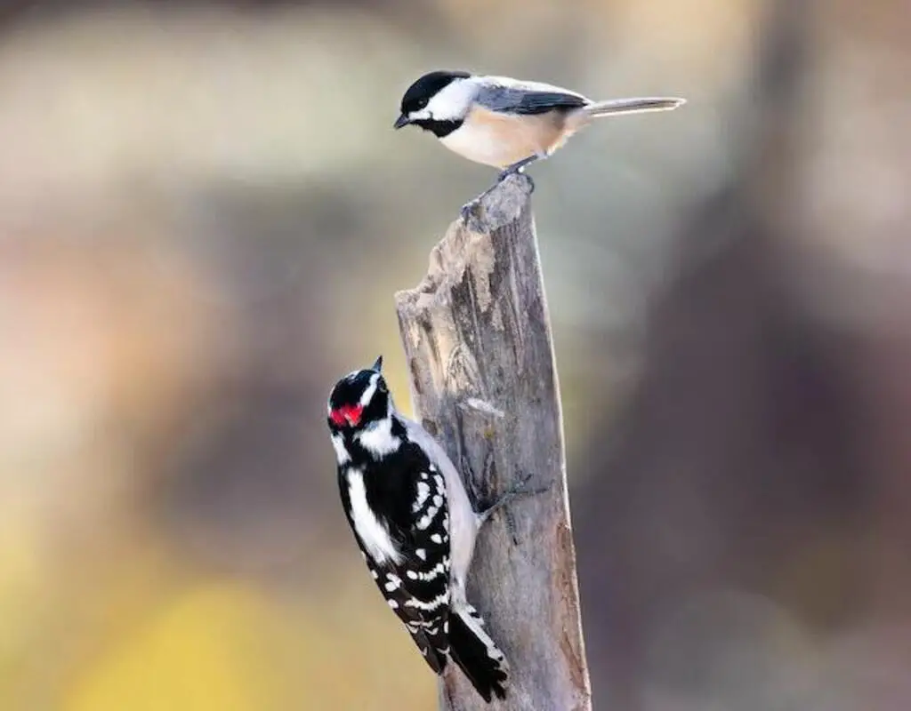 Close-up of a Black-capped Chickadee and a Downy Woodpecker