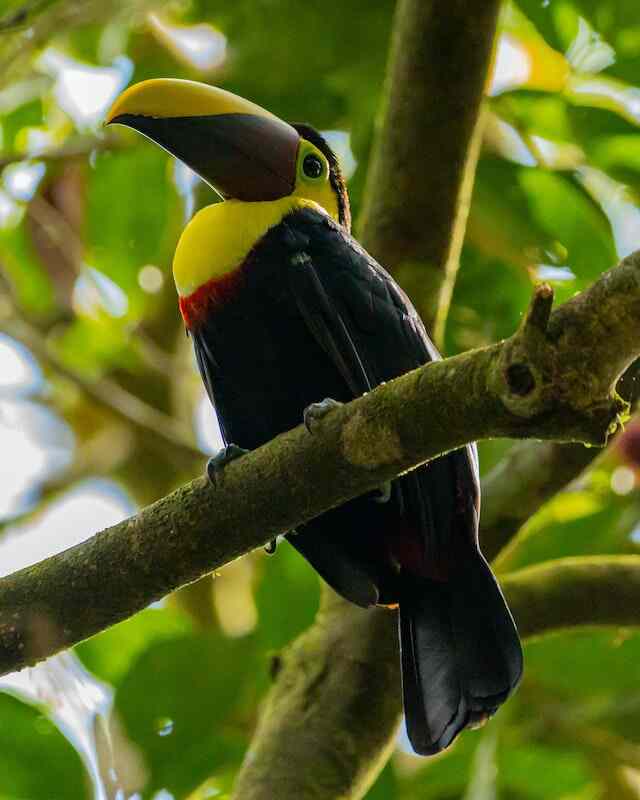 A Yellow-throated Toucan perched on a branch. 