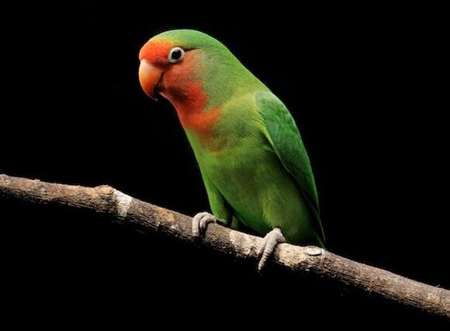 A Lovebird perched on a branch.