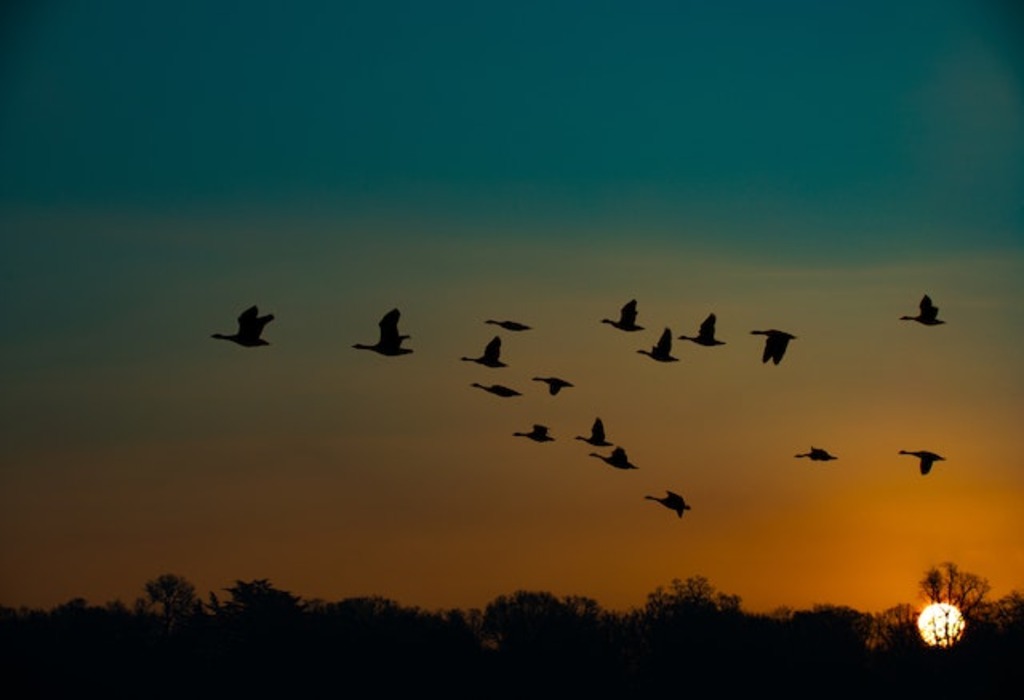 Birds migrating early morning.