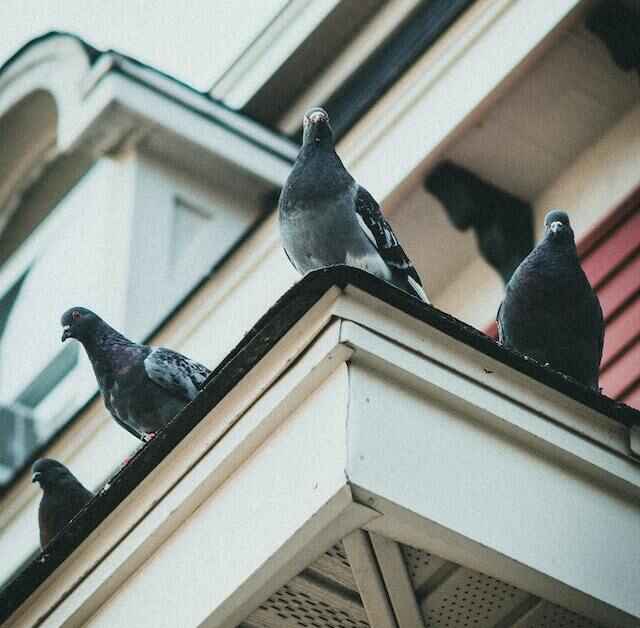 A few pigeons perched on homes roof.