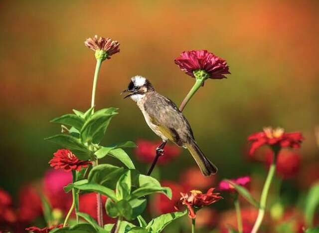 Bird around flowers.