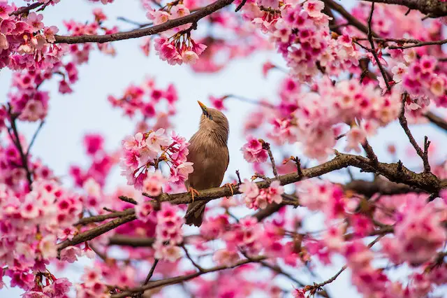 A small brown bird perched in a cherry tree.