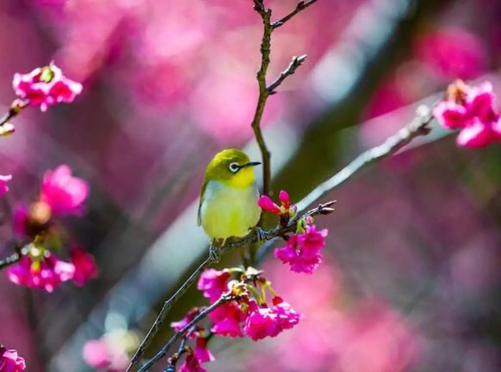 A Warbling White Eye Perched Near Pink Flowers