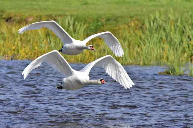 Two swans flying side by side over water.