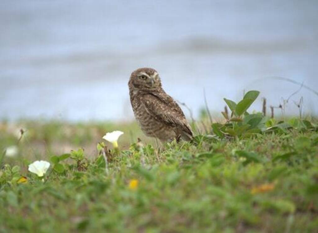 A Burrowing Owl searching for worms to eat.