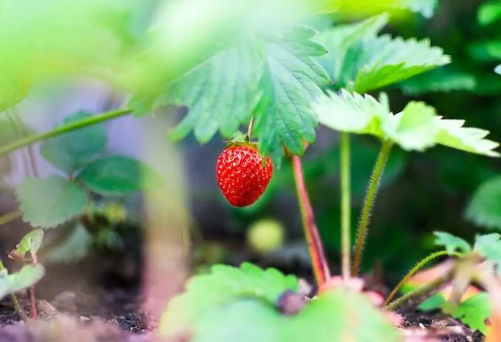 A Strawberry plant growing.
