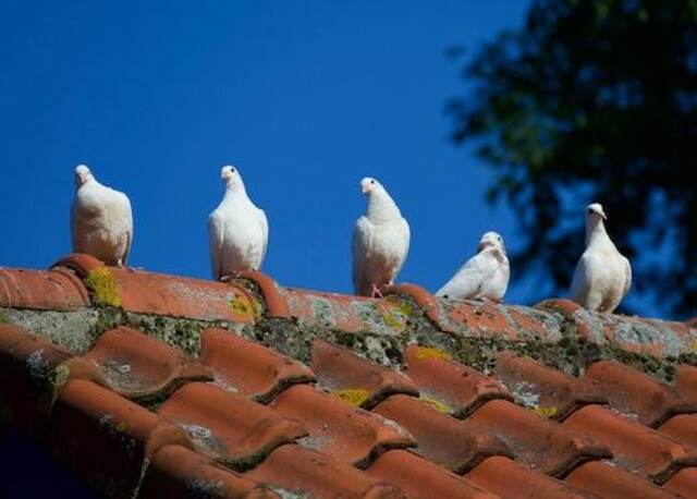 Five white pigeons perched on a rooftop.